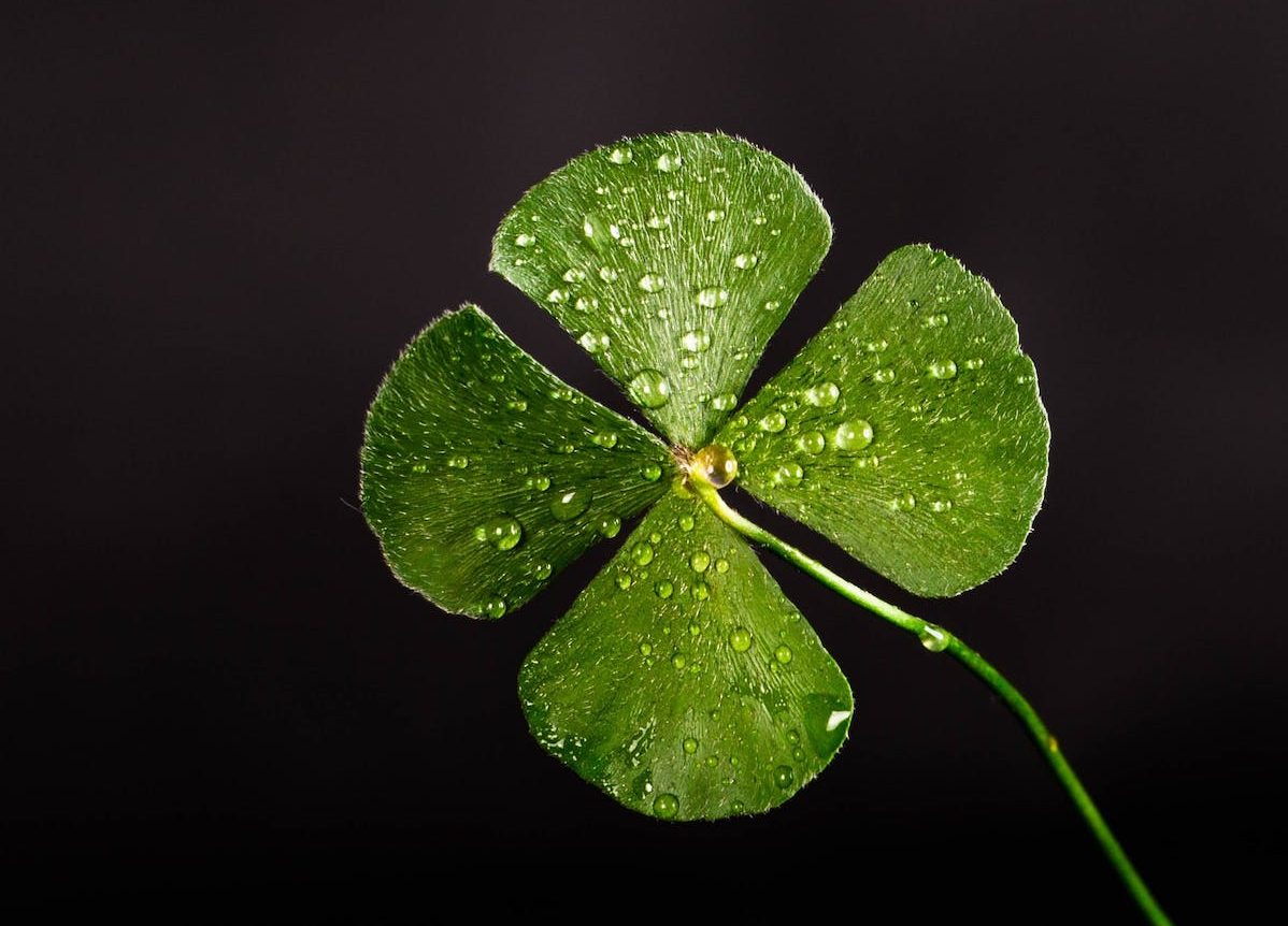 shallow focus photography of four leaf clover